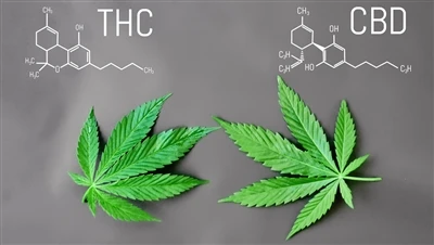 Apakah Perbezaan antara THC dengan CBD