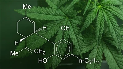 CBD, ganja dan rami: Apakah perbezaan antara produk ganja ini, dan yang sah?