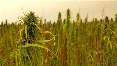 Berita Terkini Mengenai CBD: Syarikat Ganja Kanada Berundur Dari Pasaran CBD ...