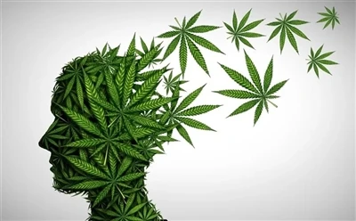 Cara Menggunakan Minyak CBD Untuk Manfaat Optimum: Panduan Penuh?