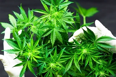 Mengapa CBD Membuat Balsem Bibir Asli Terbaik?